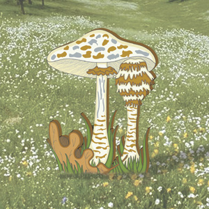 Madcap Mushrooms